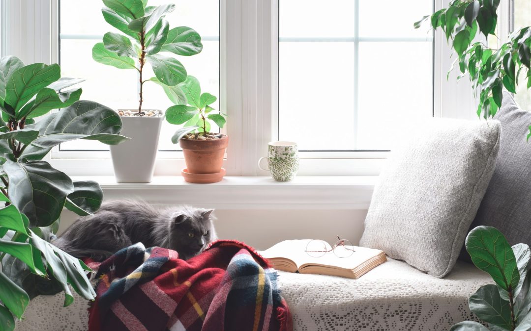 Creating Your Perfect Reading Nook: A Guide to Comfort and Tranquility